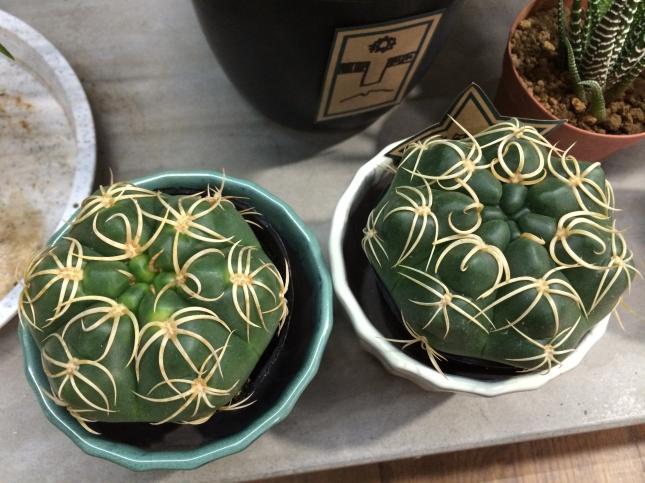 海王丸（Gymnocalycium denudatum cv.）の良形きましたよ！