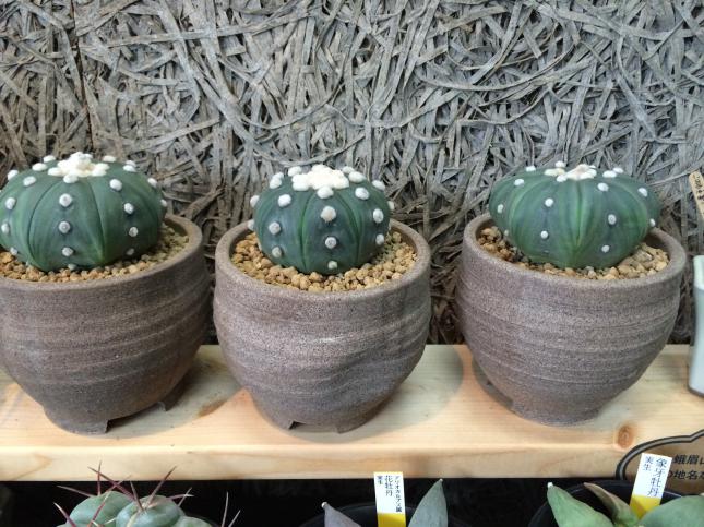 瑠璃兜3兄弟　Astrophytum asterias