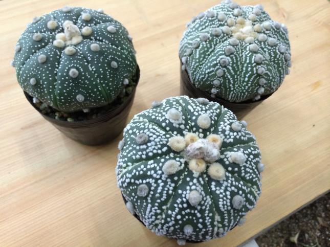 ノーマル兜 Astrophytum asterias