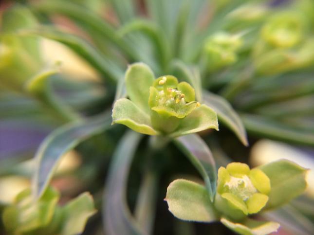 ユーフォルビア・蘇鉄麒麟（パイナップルコーン）の花